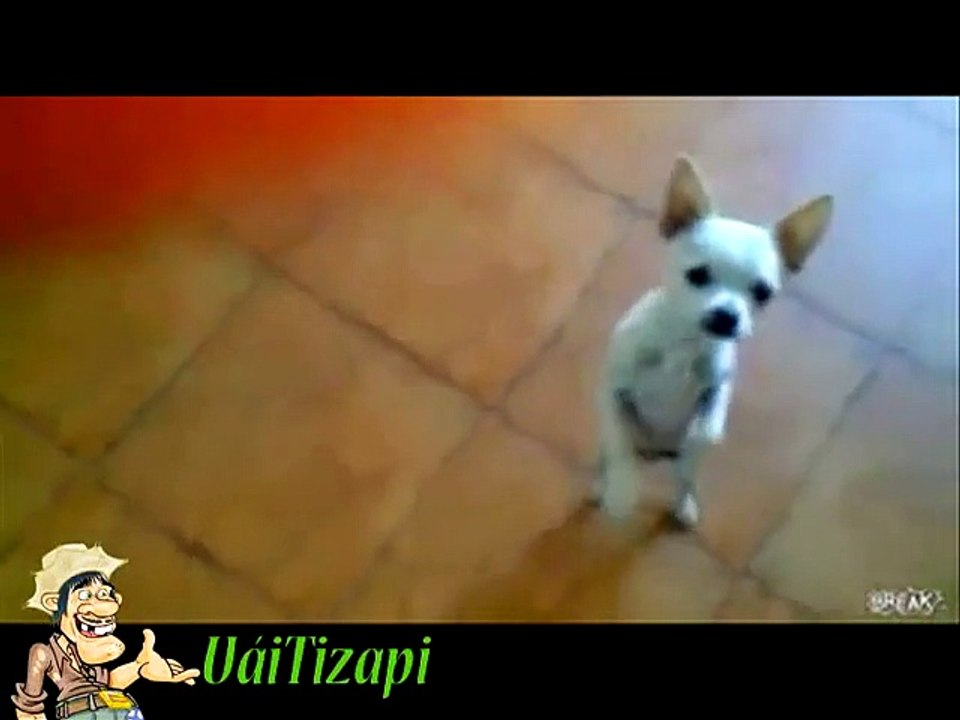 Whatsapp Videos Engraçados 2014 Melhores Videos Engraçados Gatos e Cachorros Videos Para Rir