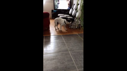 Bouledogue français: Alika belle danse de la madeleine