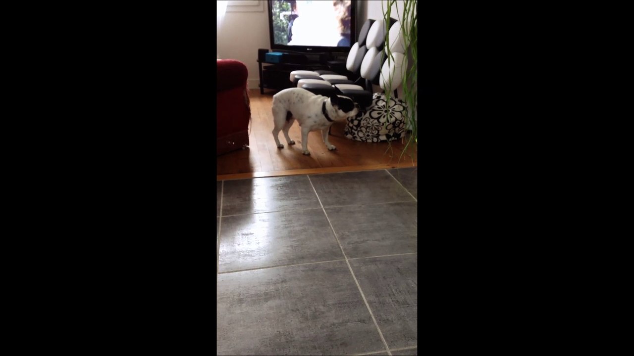 Bouledogue français: Alika belle danse de la madeleine