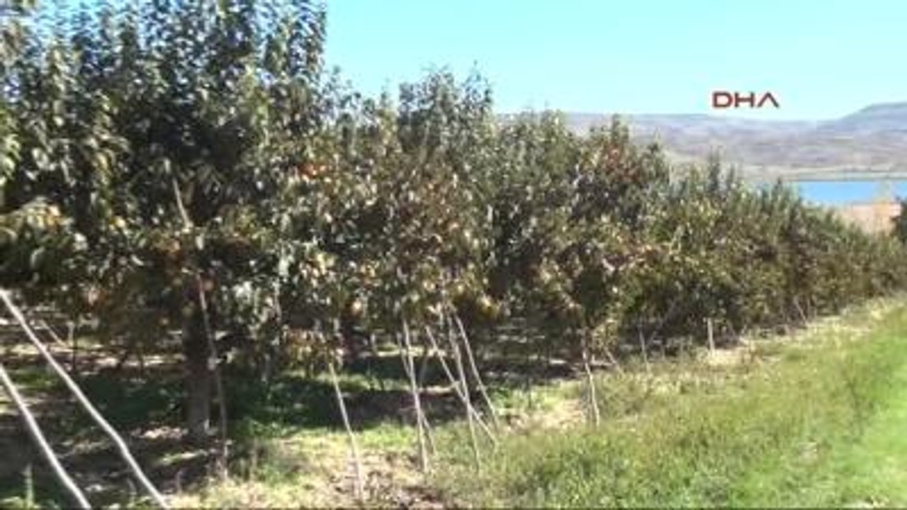 Adıyaman Gölbaşı'nda Hurma Hasadı Başladı