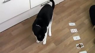 Clickertraining Katze, Chico sucht den Buben, Kartentrick 1