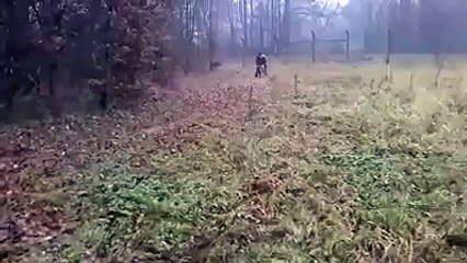 Get this dog an NFL contract