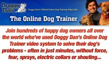 Dog Trainers In - The Online Dog Trainer