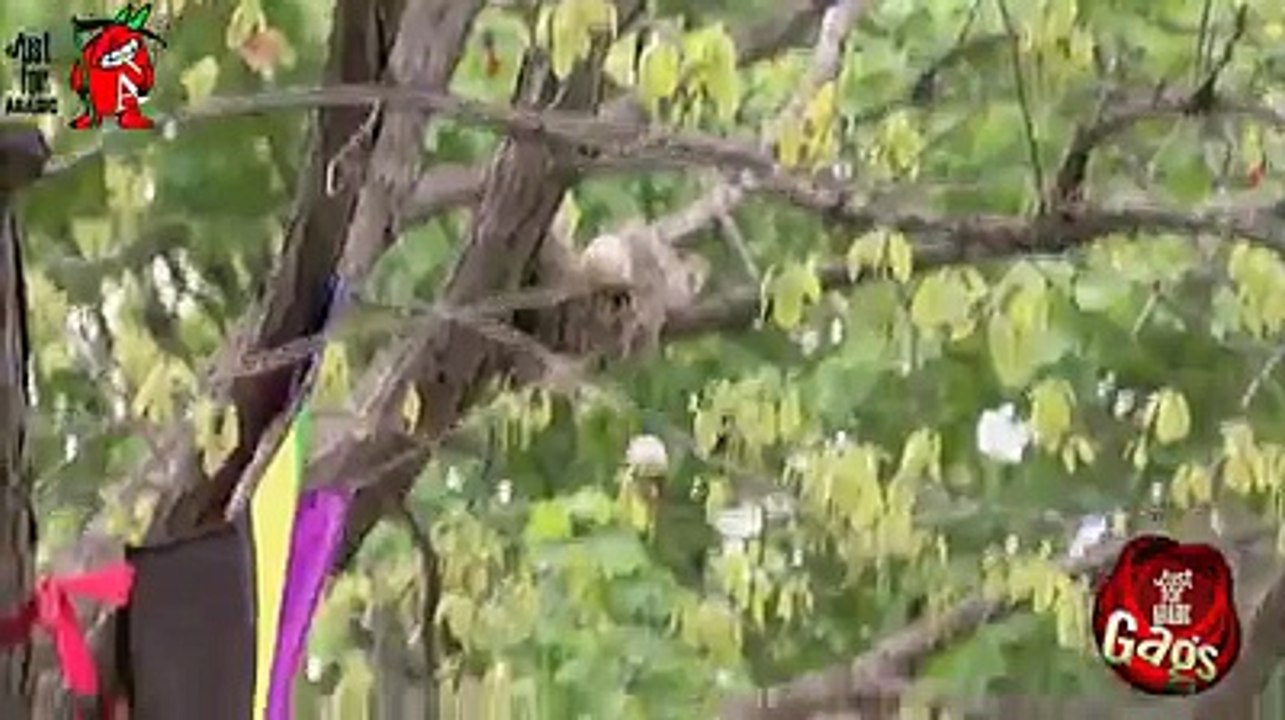 oy hoy anti kia kr dia