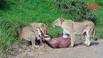 Leaping Lion Catches Antelope In Mid-Air Attack