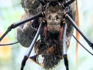 Örümceğin Kuş Avı