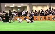 2014 year FCI Japan Pacific International dog show bichon frise male junior young adult adult jury