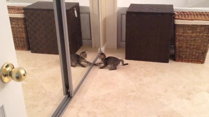 Kitten battles reflection in the mirror