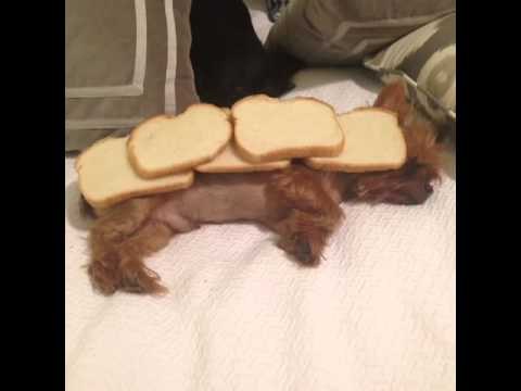 My dog gives no shits PT. 2: Brittany Furlan's Vine #370