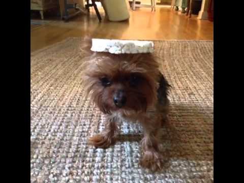 Natalie Nature starts her own line of cruelty free animal clothing.: Brittany Furlan's Vine #331