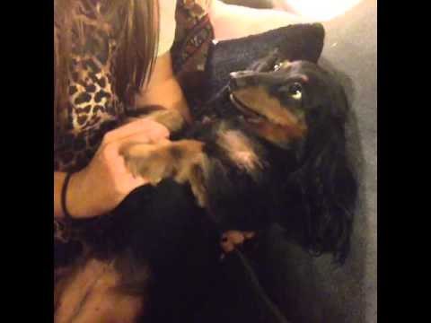 Heidi Heaslet taught my dog how to pray! Cutest thing ever!: Brittany Furlan's Vine #243