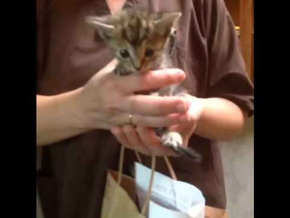This is probably one of the cutest things I've...
