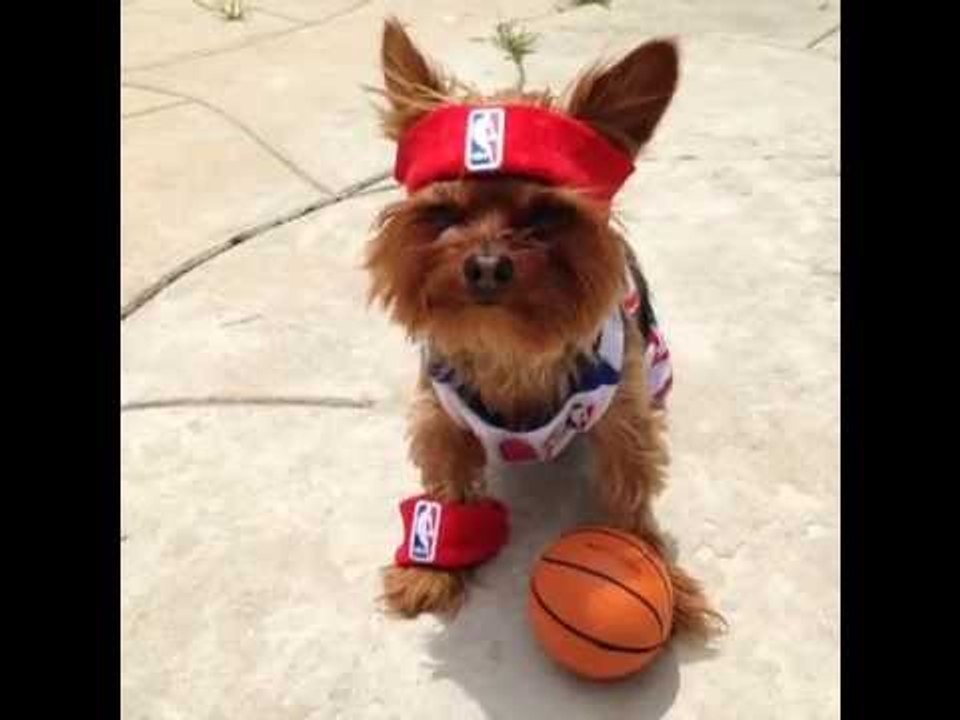 Skeelo Swag: Brittany Furlan's Vine #128