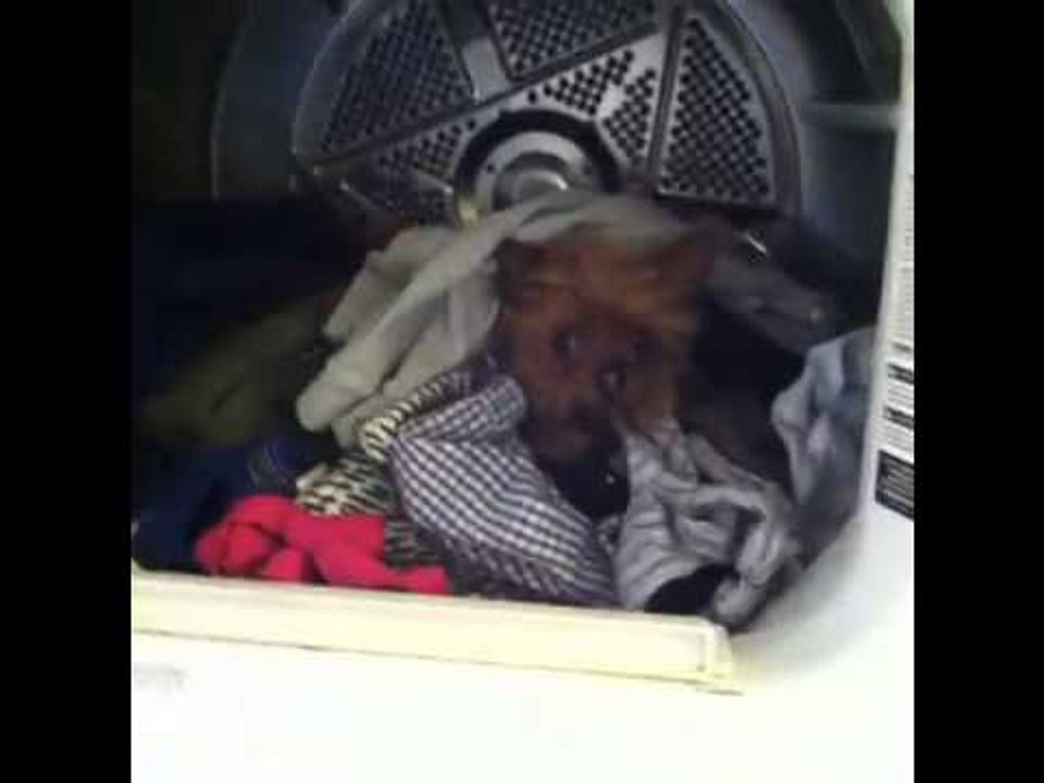 Oooh! Laundry's done!: Brittany Furlan's Vine #18