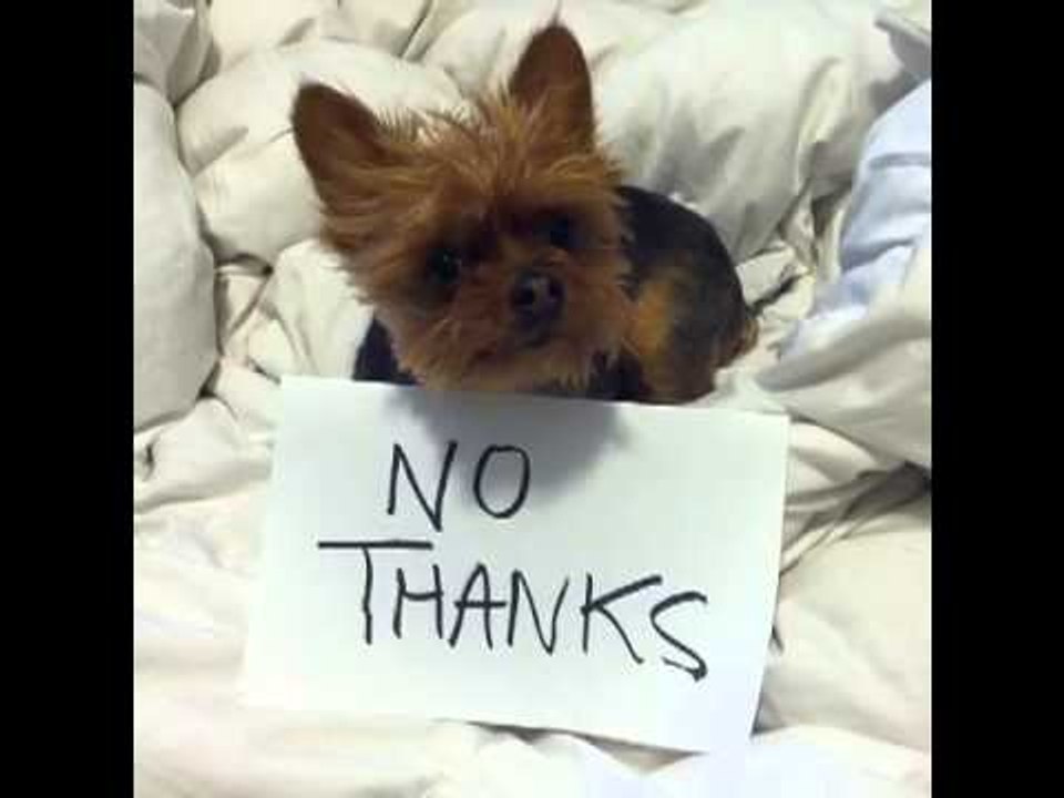 How To have the most helpful dogs ever!: Brittany Furlan's Vine #31