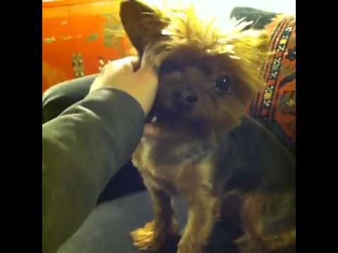 Awwwww I love my dogs.: Brittany Furlan's Vine #38