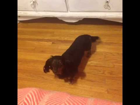 This is what my dog does when I make Instagram videos: Brittany Furlan's Vine #248