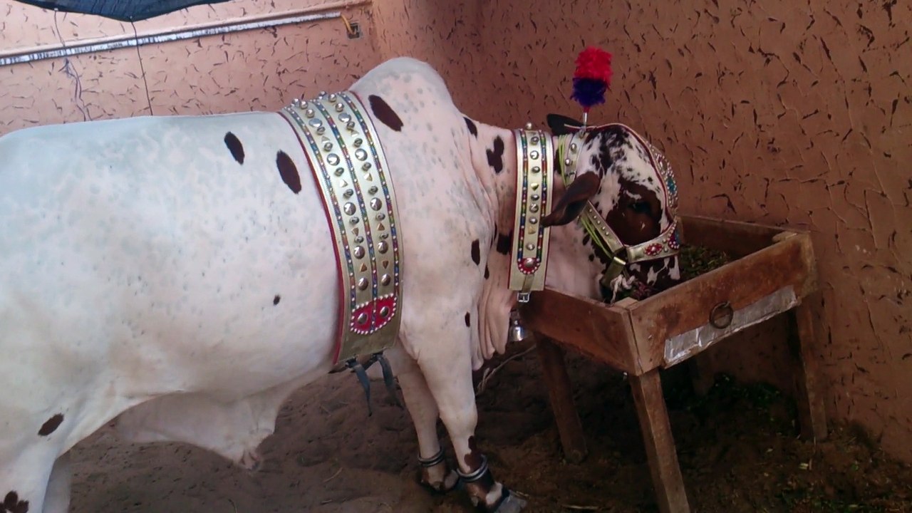 bakra eid salman ahmed 2014 cow 1