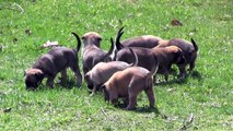 CC PROTECTION DOGS BELGIAN MALINOIS PUPPIES AT 3 WEEKS | CCPROTECTIONDOGS.COM