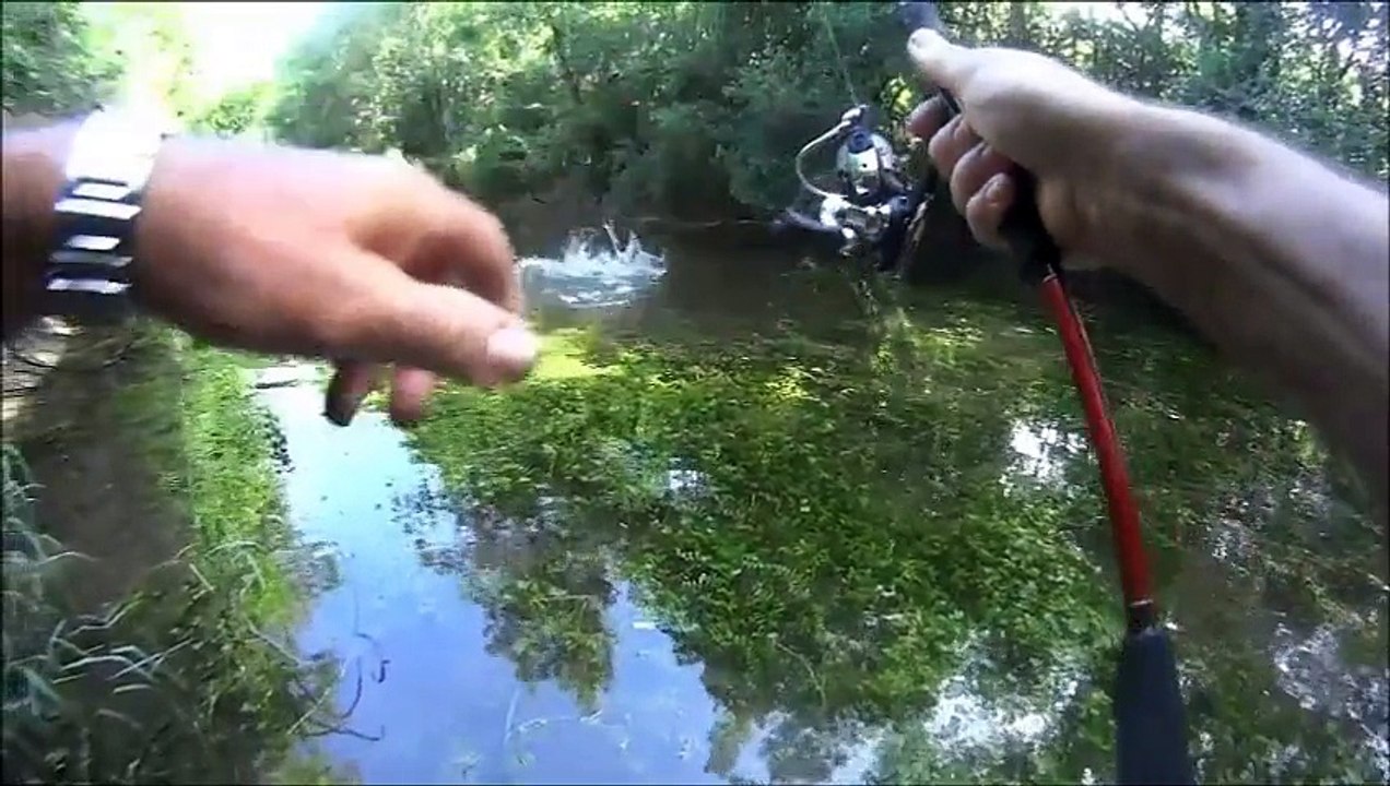 camouflage tu passe a coter de lui sans le voire;Predateur  tapissée d'environ 700 dents dirigées vers l'arrière rien l arrete