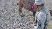 Came kicked off a US soldier in Afghanistam