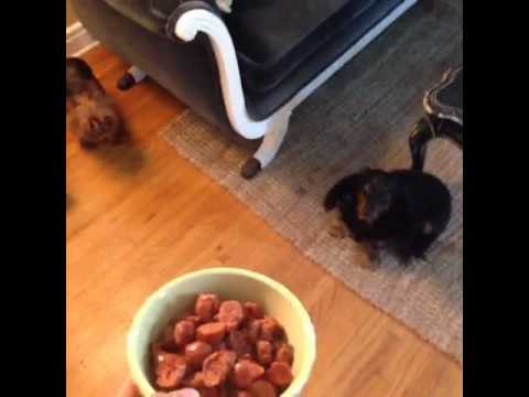 I can't figure out why my dogs aren't excited to eat???: Brittany Furlan's Vine #296