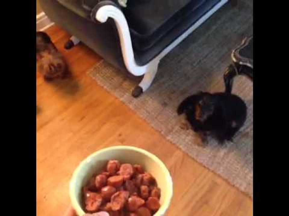 I can't figure out why my dogs aren't excited to eat???: Brittany Furlan's Vine #296