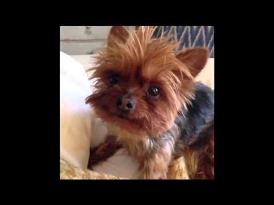 Brittany's Dogs Compilation 4: Brittany Furlan's Vine