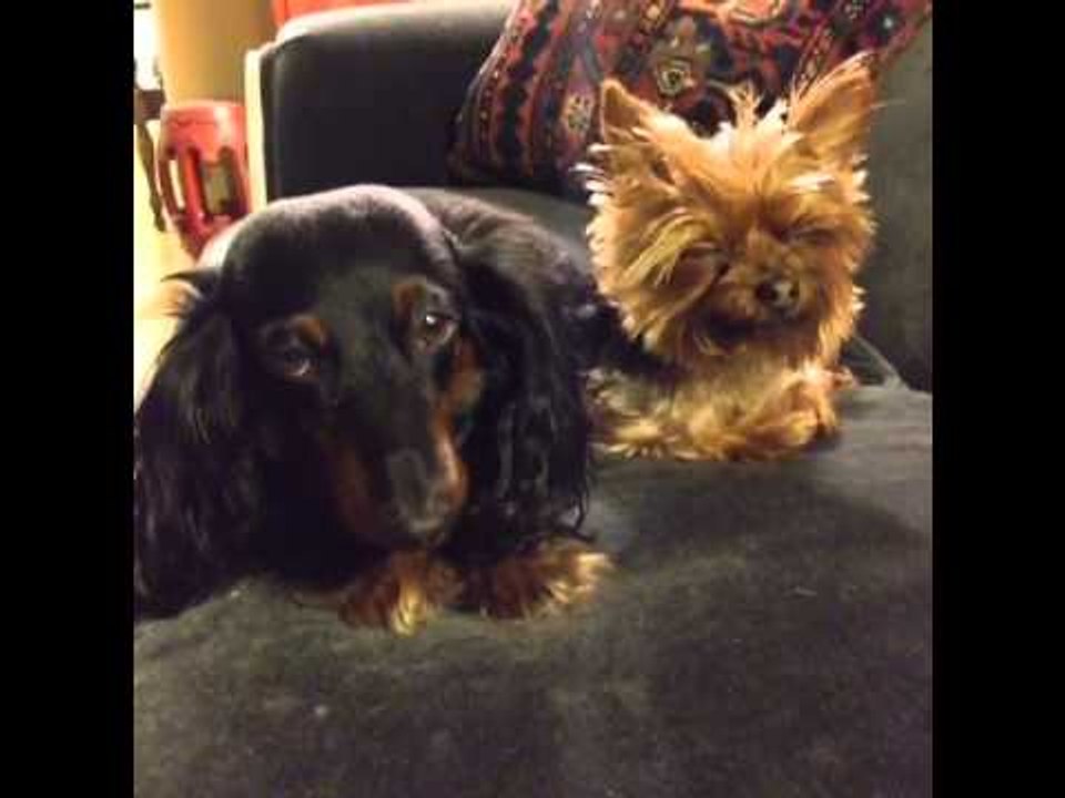 I entertain the shit out of my dogs!: Brittany Furlan's Vine #160