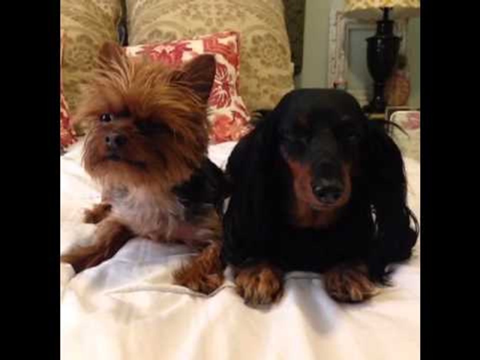 how to explain the concept of "haters" to your dogs: Brittany Furlan's Vine #165