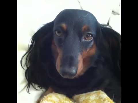 how to get total respect from your pets: Brittany Furlan's Vine #58