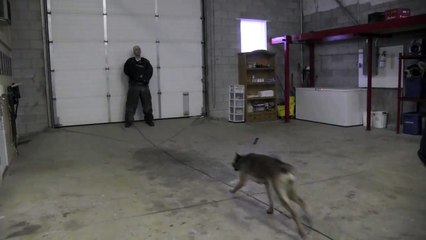 CINDY'S PROTECTION WORK | CCPROTECTIONDOGS.COM