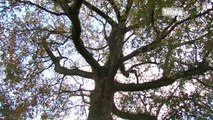 Locquénolé (29). La commune récompensée  pour ses arbres remarquables