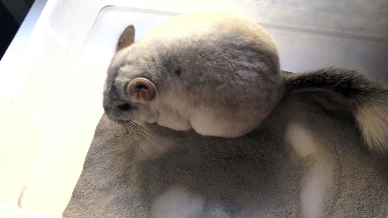 Squirming Chinchilla Taking Dust Bath!