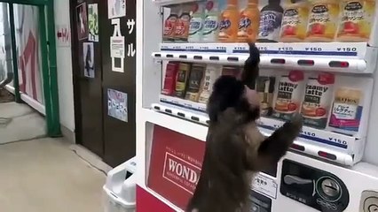 Monkey decay قرد ذكي