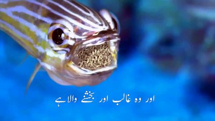 Surah Mulk by Mashary Rashid with Urdu Translation