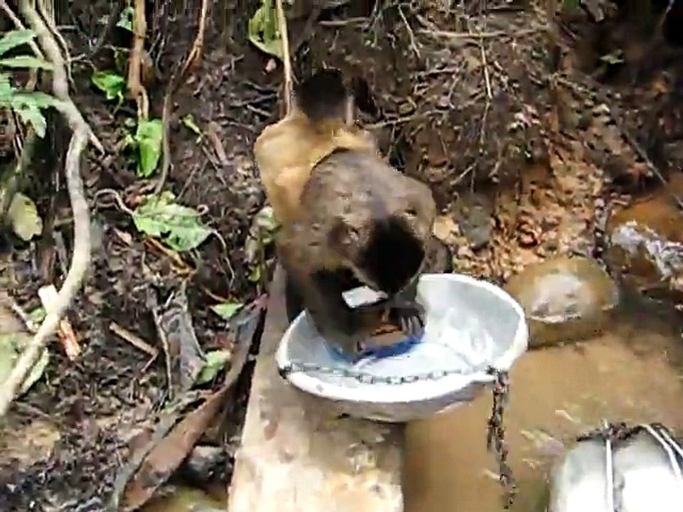 Un singe fait la vaisselle