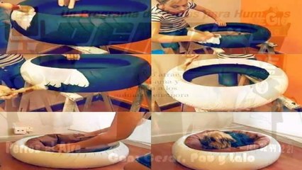 PERROS AL AIRE 15 DE NOV DEL 2014