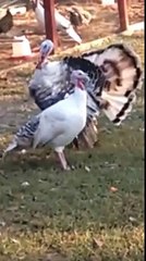 Une dinde va rendre fou un dindon ...