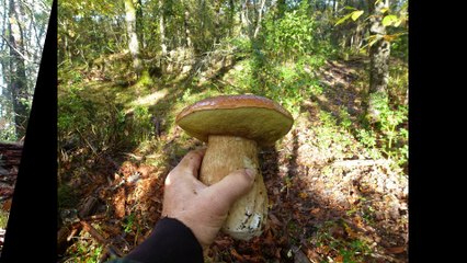 Cèpes le 17-11-2014