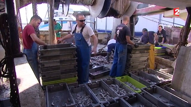 La pêche au thon rouge de nouveau autorisée en Méditerranée