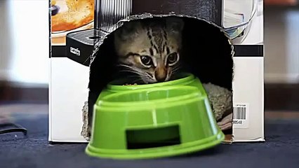 FUNNY VIDEOS  NEW !!  Wins & Fails Compilation [2014]