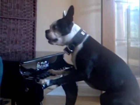 Boston Terrier dog plays the piano