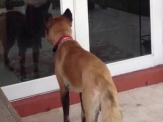 Clever dog learns how to open backyard door