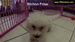 Bichon Frise, Puppies, For, Sale, In, Phoenix, Arizona, AZ, Prescott Valley, Bullhead City, Prescott