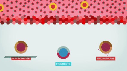 Mas afinal o Ébola faz ao corpo?