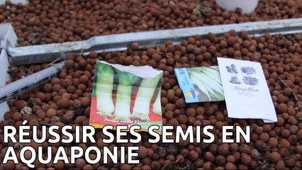 Comment réussir ses semis dans système aquaponique