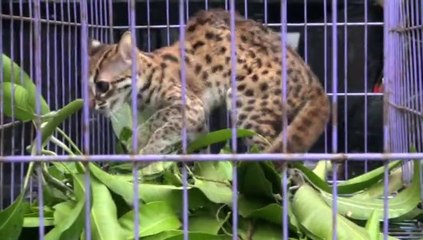 Leopard cat released by Kalaweit