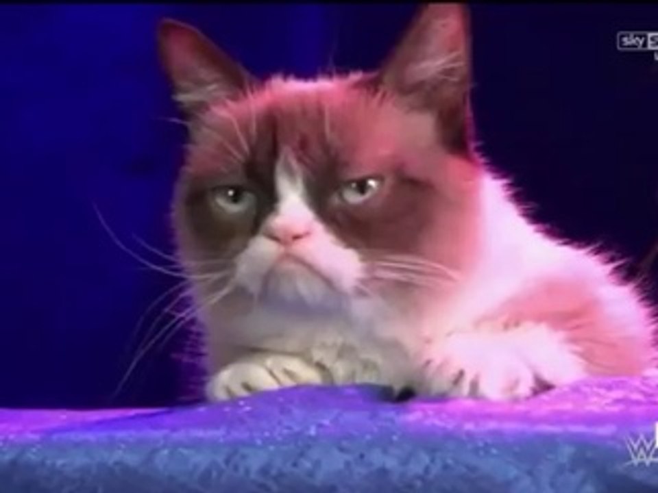 Grumpy Cat hosts WWE Raw 11-17-14