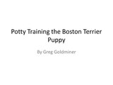 *URGENT!!! How To Potty training boston terrier puppy!!!? What ???